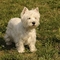 West Highland White Terrier dog profile picture