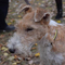 Wire Fox Terrier dog profile picture