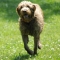 Wirehaired Pointing Griffon dog profile picture