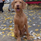 Wirehaired Vizsla dog profile picture