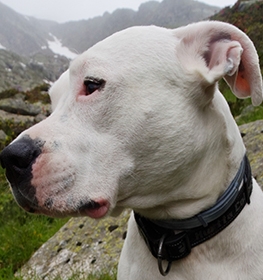 Argentine Dogo dog profile picture