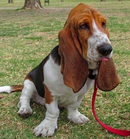 Basset Hound dog profile picture