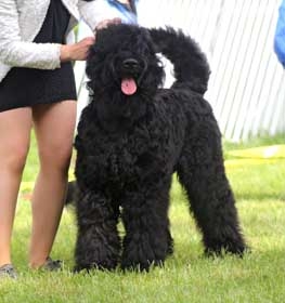 Black Russian Terrier dog profile picture