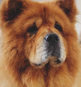 Chow Chow dog profile picture