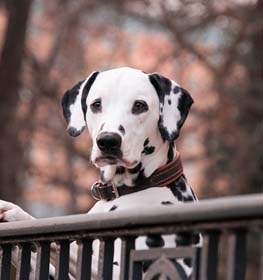 Dalmatian dog profile picture