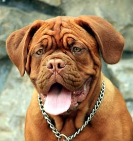 Dogue de Bordeaux dog profile picture