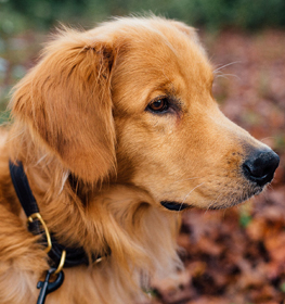 Golden Retriever dog profile picture