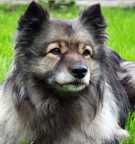 Keeshond dog profile picture