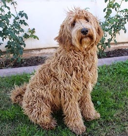 Labradoodle dog profile picture