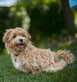 Maltipoo dog profile picture