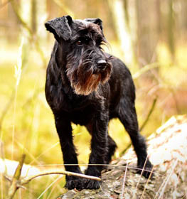 Miniature Schnauzer dog profile picture