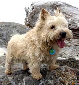 Norwich Terrier dog profile picture