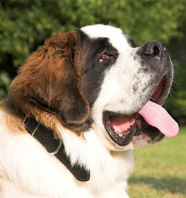 St. Bernard dog profile picture