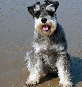 Standard Schnauzer dog profile picture