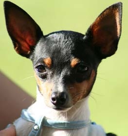 Toy Fox Terrier dog profile picture