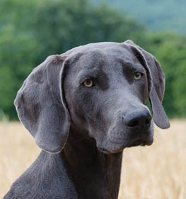 Weimari vizsla