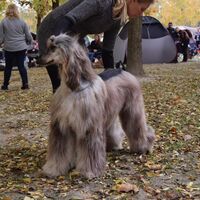 Afghan Greyhound Dog Breed Posing