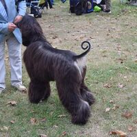 Black Afghan Greyhound With Curly Tail