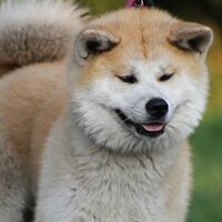 Akita Japanese Dog Breed