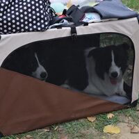 Border Collies In The Mobile Kennel