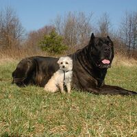 Giant Cane Corso Breed With Small Dog Friend