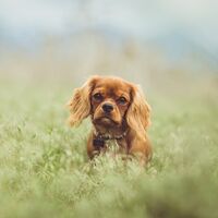 Cavalier King Charles Spaniel Ruby Sitting In The Grass