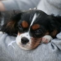 Saci The Tricolor Cavalier King Charles Spaniel Puppy 3months Old2