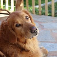 Beautiful Golden Retriever Dog Breed