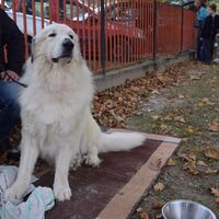Double Coated Great Pyrenees