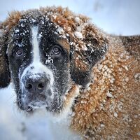Saint Bernard Dog Breed Snowing